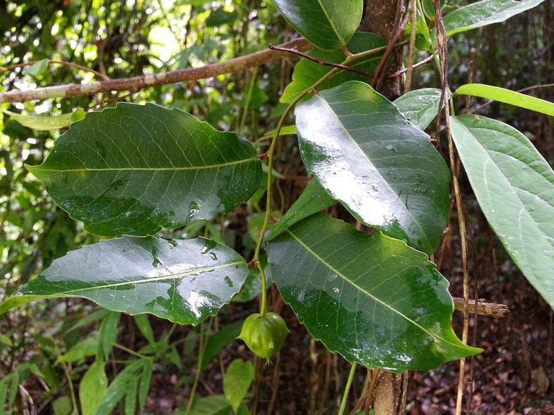 Sclerocroton melanostictus, photographed by bat (Maria Vorontsova)
