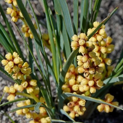 Lomandra glauca, photographed by Max Campbell