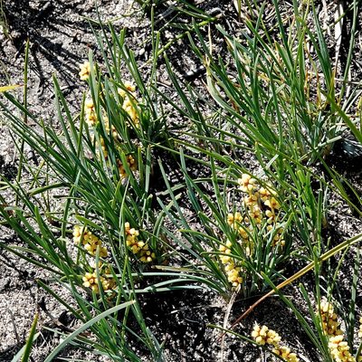 Lomandra glauca, photographed by Max Campbell