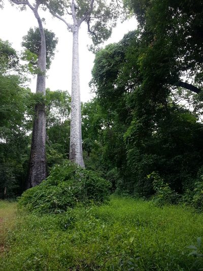 Adansonia za, photographed by bat (Maria Vorontsova)