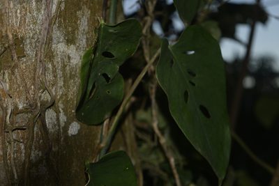 Monstera siltepecana, photographed by Saban-Sequén, E.A.