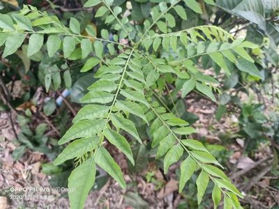 Bergera koenigii, photographed by Ong Jyh Seng