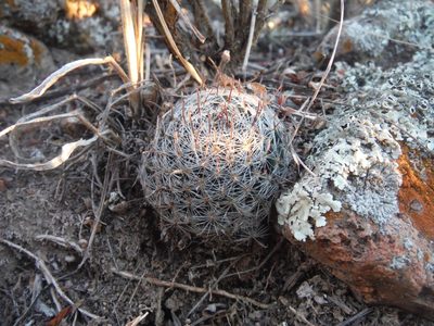 Mammillaria nana, photographed by Alejandro Gómez Maya