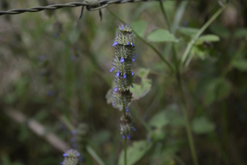 Salvia lasiocephala, photographed by Saban-Sequén, E.A.