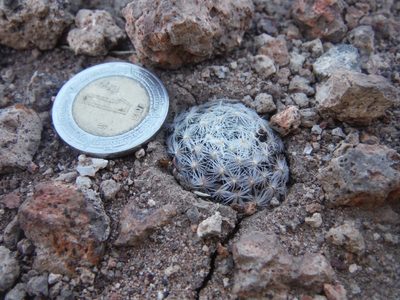Mammillaria nana, photographed by Alejandro Gómez Maya