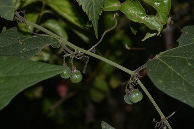 Passiflora sexflora, photographed by Saban-Sequén, E.A.