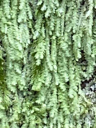 Lejeunea flava, photographed by Alan Weakley