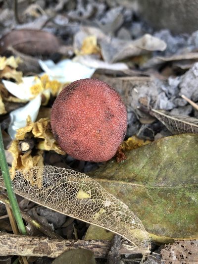 Balanophora harlandii, photographed by Smriti S.