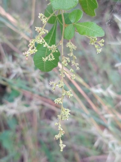 Searsia mysorensis, photographed by Suhel Quader