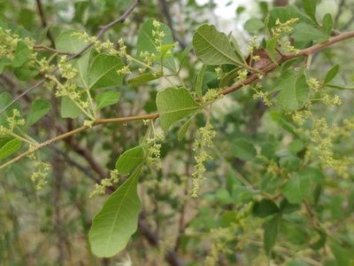 Searsia mysorensis, photographed by Suhel Quader