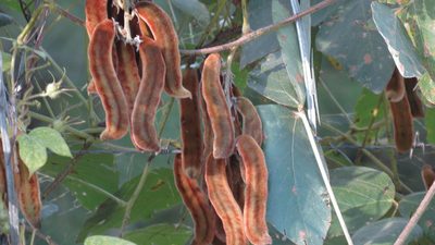 Mucuna pruriens, photographed by maryury