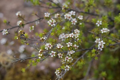 Kunzea tenuicaulis, photographed by Christopher Stephens
