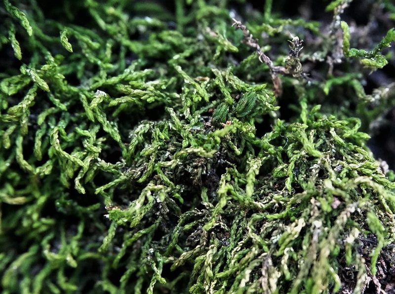 Leskea gracilescens, photographed by Zihao Wang