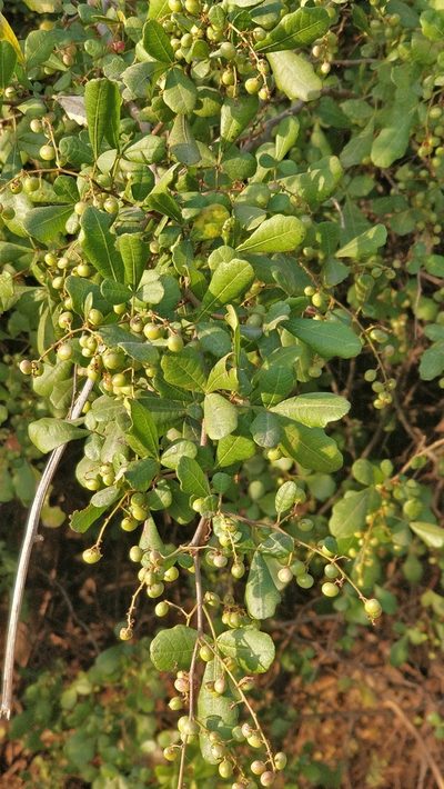 Searsia mysorensis, photographed by Suhel Quader