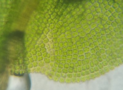 Syntrichia laevipila, photographed by Zihao Wang