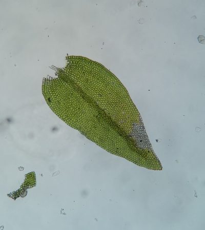 Leskea gracilescens, photographed by Zihao Wang