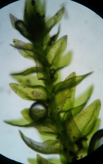 Leskea gracilescens, photographed by Zihao Wang