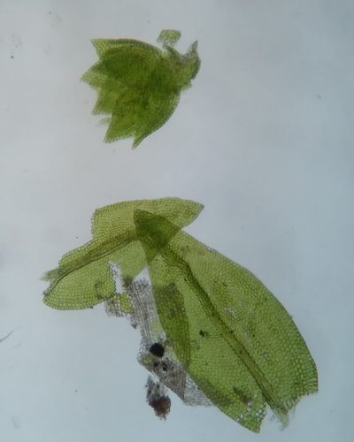 Leskea gracilescens, photographed by Zihao Wang