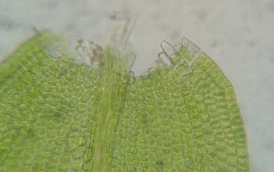 Leskea gracilescens, photographed by Zihao Wang
