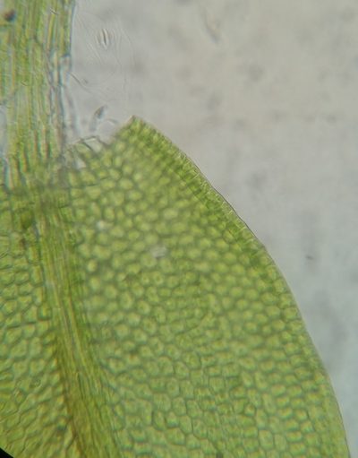 Leskea gracilescens, photographed by Zihao Wang