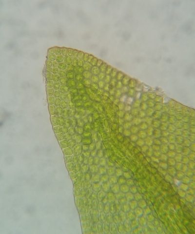 Leskea gracilescens, photographed by Zihao Wang