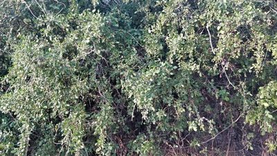 Searsia mysorensis, photographed by Suhel Quader