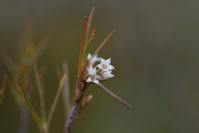 Dracophyllum subulatum, photographed by Christopher Stephens
