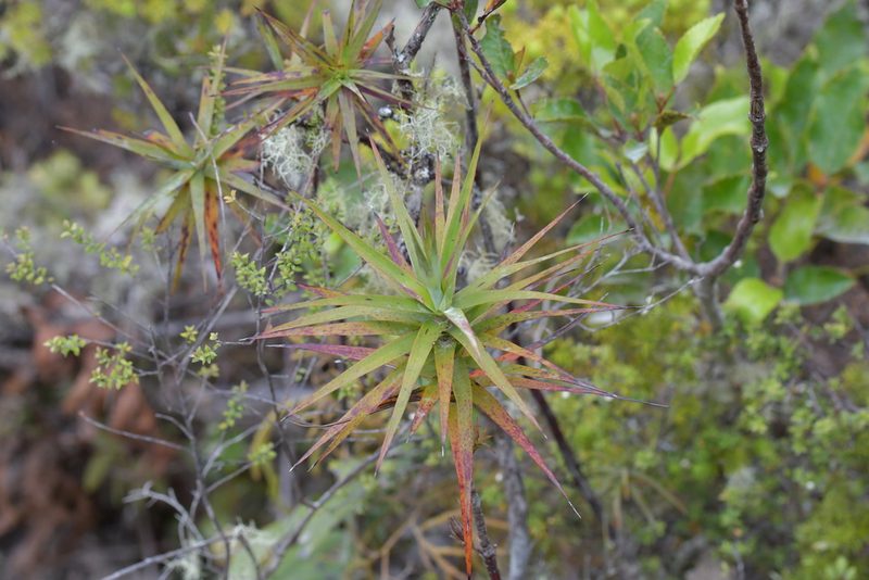 Dracophyllum strictum, photographed by Christopher Stephens