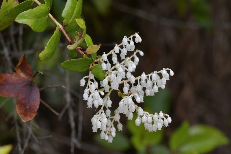Gaultheria oppositifolia, photographed by Christopher Stephens