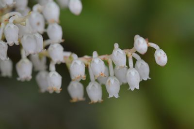 Gaultheria oppositifolia, photographed by Christopher Stephens