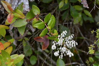 Gaultheria oppositifolia, photographed by Christopher Stephens