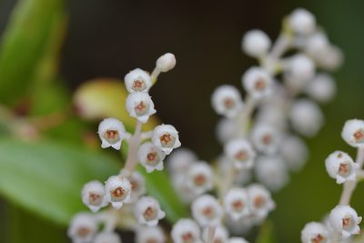 Gaultheria oppositifolia, photographed by Christopher Stephens