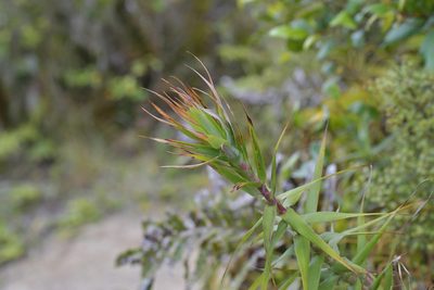 Dracophyllum strictum, photographed by Christopher Stephens
