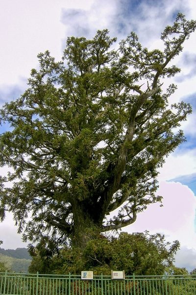Cunninghamia konishii, photographed by dhfischer