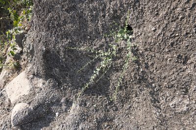 Nanorrhinum ramosissimum, photographed by Dinesh Valke