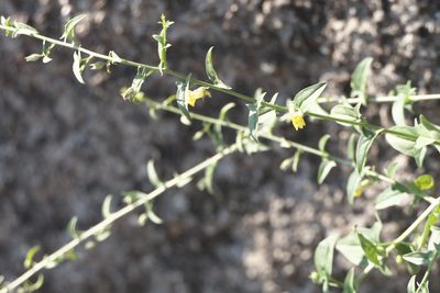 Nanorrhinum ramosissimum, photographed by Dinesh Valke