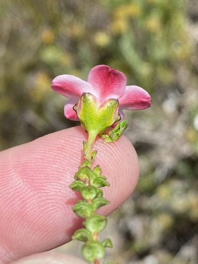Adenandra brachyphylla, photographed by Dave U