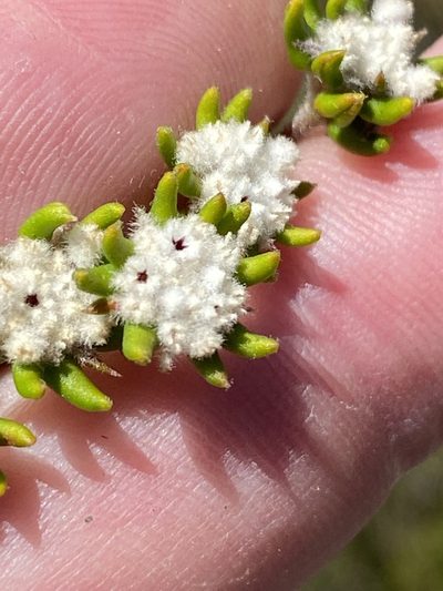 Phylica debilis, photographed by Dave U