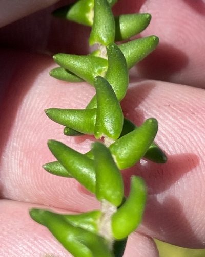 Phylica laevis, photographed by Dave U