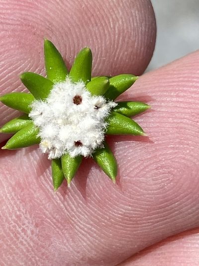 Phylica laevis, photographed by Dave U