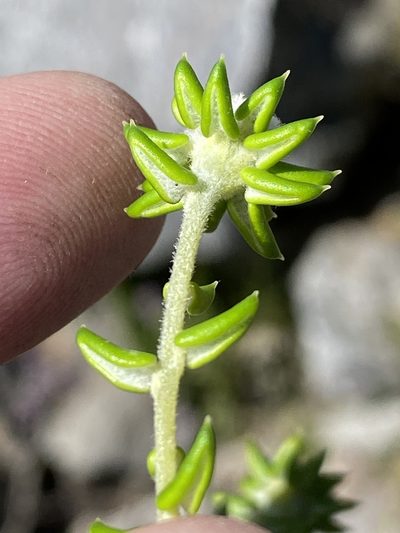 Phylica laevis, photographed by Dave U