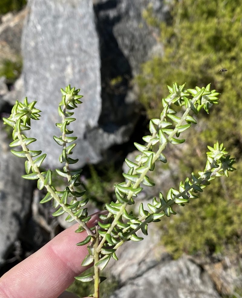 Phylica laevis, photographed by Dave U