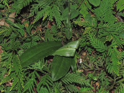 Habenaria ciliolaris, photographed by Jacy Chen