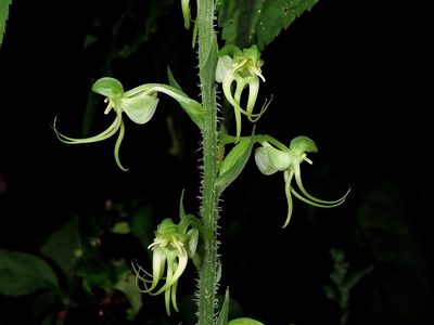 Habenaria ciliolaris, photographed by Jacy Chen
