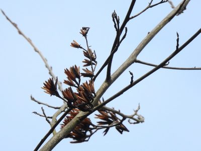 Alniphyllum pterospermum, photographed by Jacy Chen
