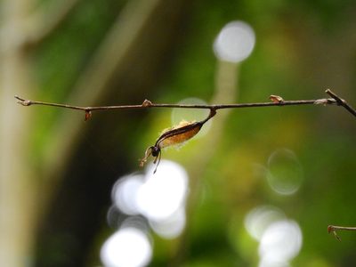 Arachnis labrosa, photographed by Jacy Chen