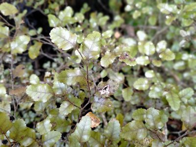Nothofagus truncata, photographed by John Barkla
