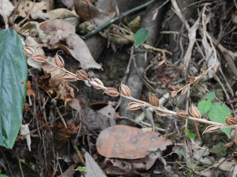 Habenaria ciliolaris, photographed by Jacy Chen