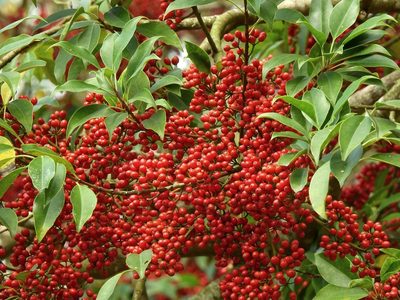 Ilex rotunda, photographed by Jacy Chen