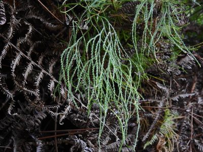 Lycopodiastrum casuarinoides, photographed by Jacy Chen